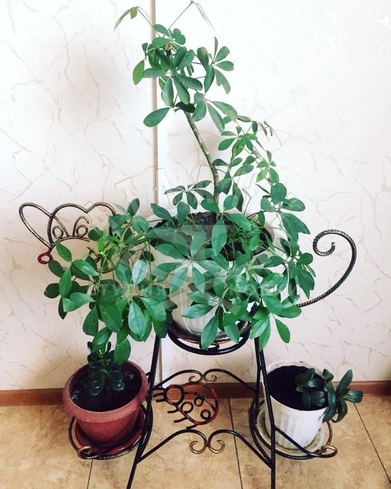 Кованая подставка для цветов в форме собаки КПЦ-272 - фото 2